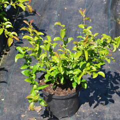 Kdoulovec nádherný 'Texas Scarlet' - Chaenomeles superba 'Texas Scarlet'