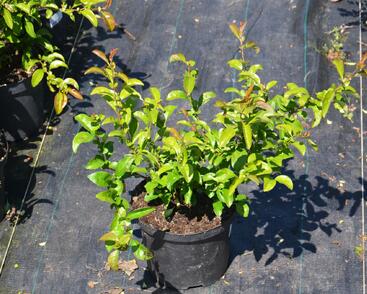 Kdoulovec nádherný 'Texas Scarlet'