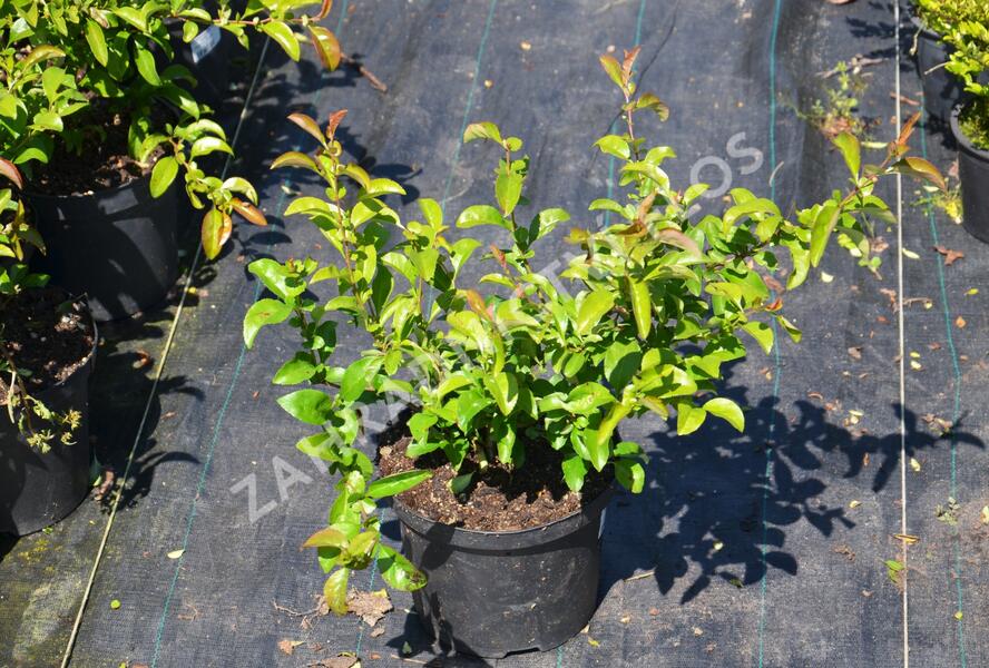 Kdoulovec nádherný 'Texas Scarlet' - Chaenomeles superba 'Texas Scarlet'