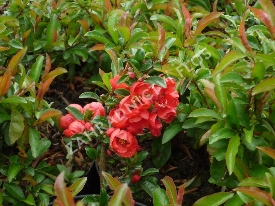 Kdoulovec nádherný 'Texas Scarlet' - Chaenomeles superba 'Texas Scarlet'