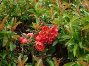 Kdoulovec nádherný 'Texas Scarlet' - Chaenomeles superba 'Texas Scarlet'