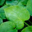 Bohyška 'Blue Boy' - Hosta 'Blue Boy'