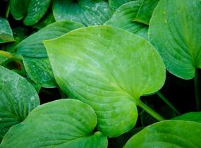 Bohyška 'Blue Boy' - Hosta 'Blue Boy'