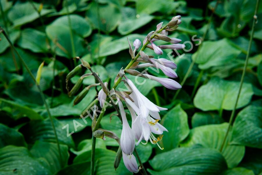 Bohyška 'Blue Boy' - Hosta 'Blue Boy'