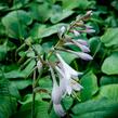 Bohyška 'Blue Boy' - Hosta 'Blue Boy'