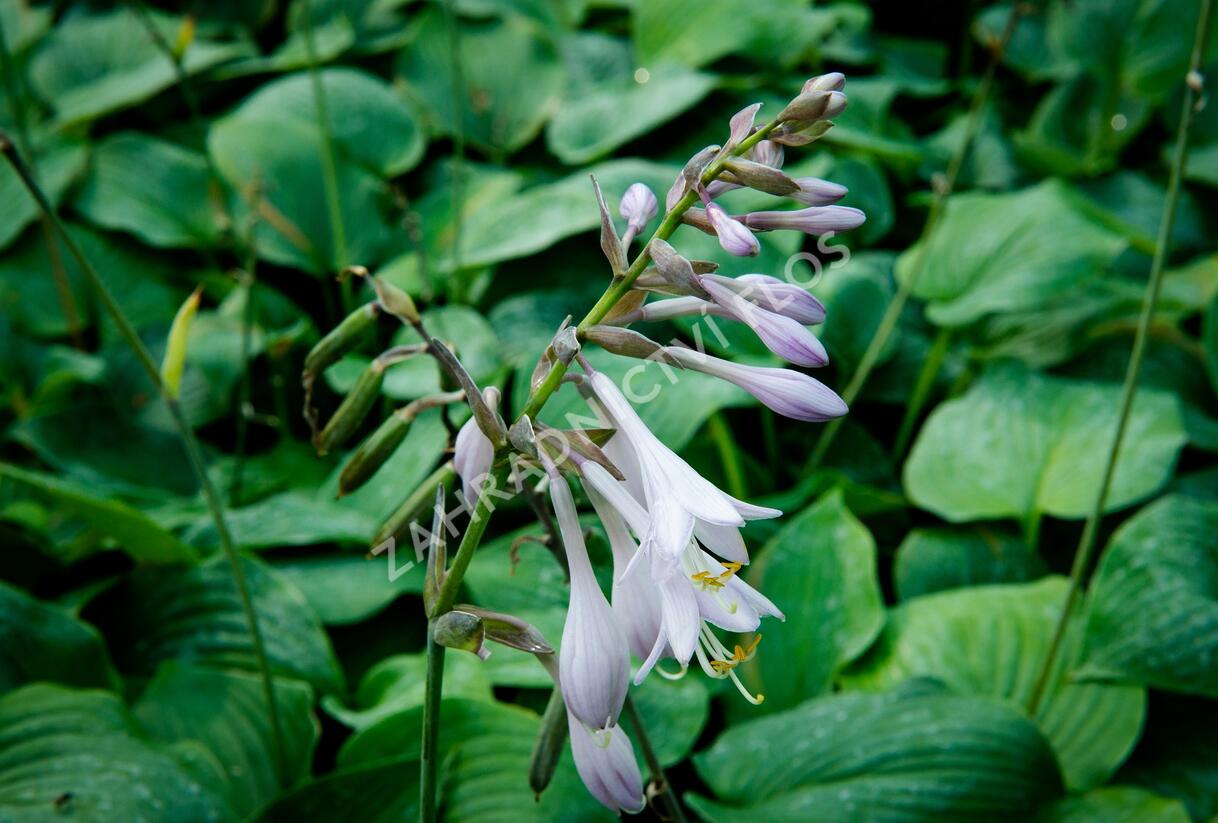 Bohyška 'Blue Boy' - Hosta 'Blue Boy'