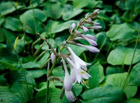 Bohyška 'Blue Boy' - Hosta 'Blue Boy'
