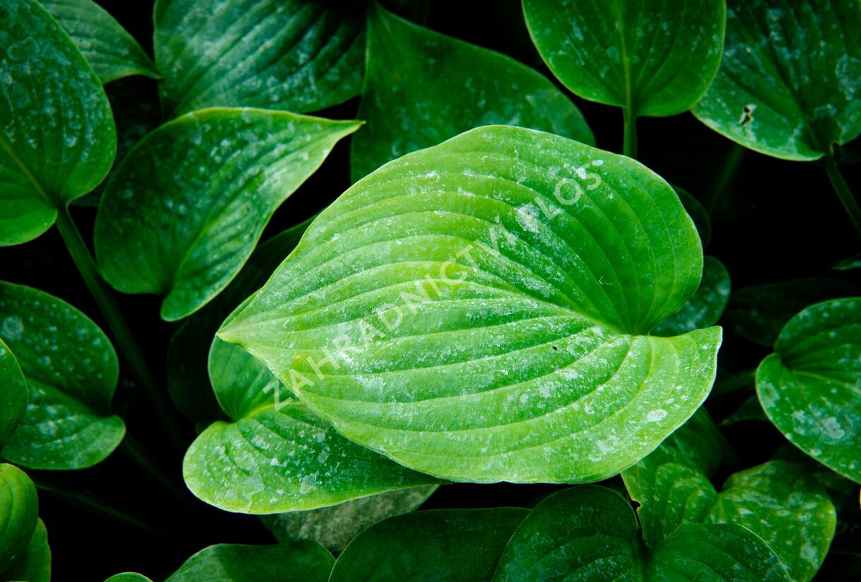 Bohyška 'Blue Boy' - Hosta 'Blue Boy'