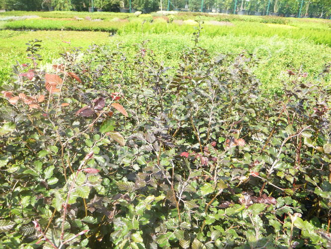 Buk lesní 'Atropunicea' - Fagus sylvatica 'Atropunicea'