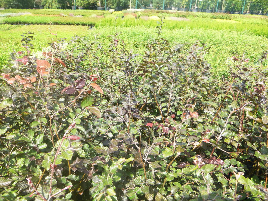 Buk lesní 'Atropunicea' - Fagus sylvatica 'Atropunicea'