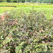 Buk lesní 'Atropunicea' - Fagus sylvatica 'Atropunicea'