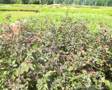 Buk lesní 'Atropunicea'