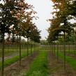 Buk lesní 'Atropunicea' - Fagus sylvatica 'Atropunicea'