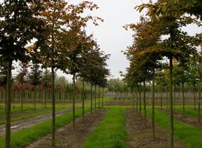 Buk lesní 'Atropunicea' - Fagus sylvatica 'Atropunicea'