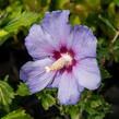 Ibišek syrský 'Azurri' - Hibiscus syriacus 'Azurri'