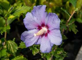 Ibišek syrský 'Azurri' - Hibiscus syriacus 'Azurri'