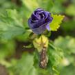 Ibišek syrský 'Azurri' - Hibiscus syriacus 'Azurri'