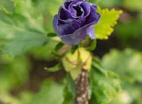 Ibišek syrský 'Azurri' - Hibiscus syriacus 'Azurri'