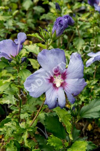 Ibišek syrský 'Azurri' - Hibiscus syriacus 'Azurri'