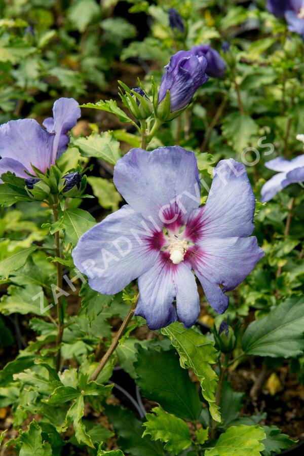 Ibišek syrský 'Azurri' - Hibiscus syriacus 'Azurri'