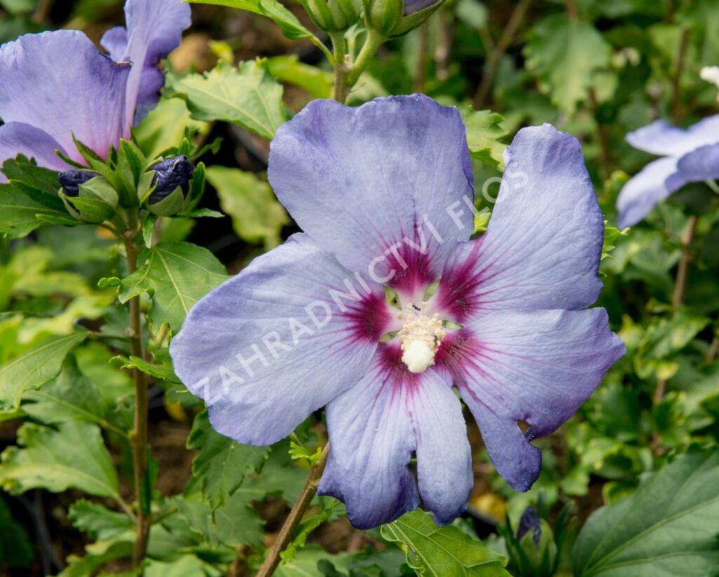 Ibišek syrský 'Azurri' - Hibiscus syriacus 'Azurri'