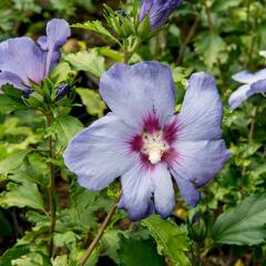 Ibišek syrský 'Azurri' - Hibiscus syriacus 'Azurri'