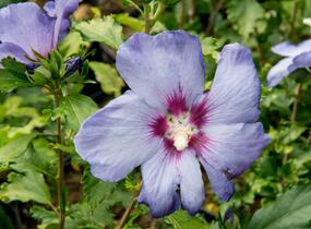 Ibišek syrský 'Azurri' - Hibiscus syriacus 'Azurri'