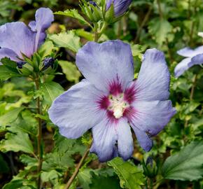 Ibišek syrský 'Azurri' - Hibiscus syriacus 'Azurri'