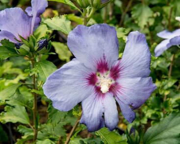 Ibišek syrský 'Azurri'