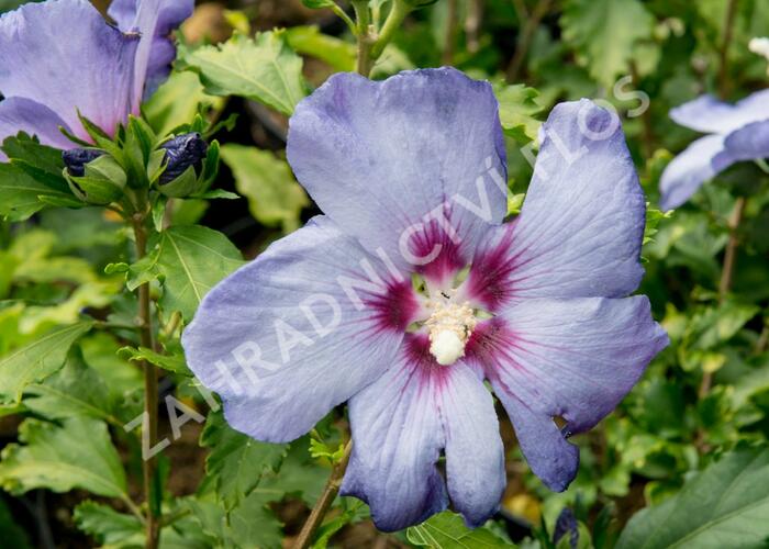 Ibišek syrský 'Azurri' - Hibiscus syriacus 'Azurri'