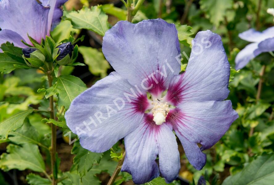 Ibišek syrský 'Azurri' - Hibiscus syriacus 'Azurri'