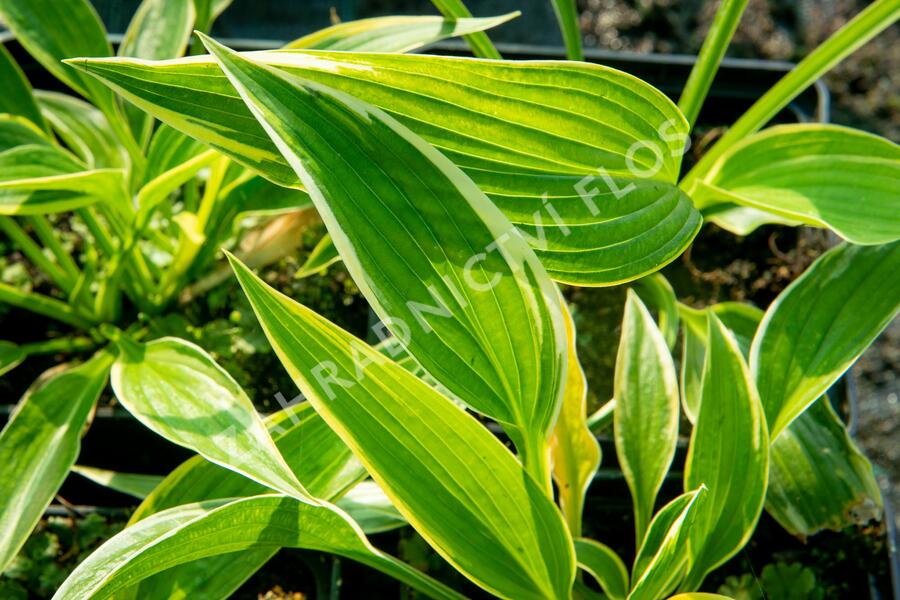 Bohyška 'Aureomarginata' - Hosta montana 'Aureomarginata'