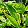 Bohyška 'Aureomarginata' - Hosta montana 'Aureomarginata'