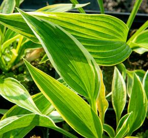 Bohyška 'Aureomarginata' - Hosta montana 'Aureomarginata'