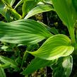 Bohyška 'Aureomarginata' - Hosta montana 'Aureomarginata'