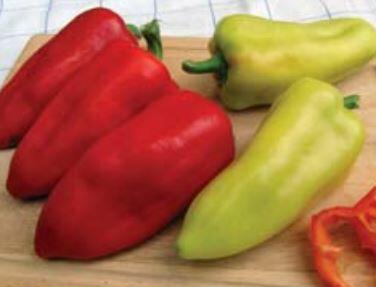 Paprika polní 'PCR' - Capsicum annuum 'PCR'