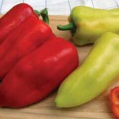 Paprika polní 'PCR' - Capsicum annuum 'PCR'