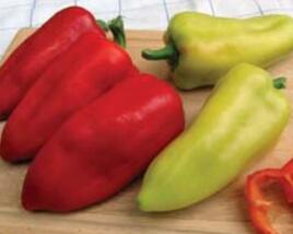 Paprika polní 'PCR'
