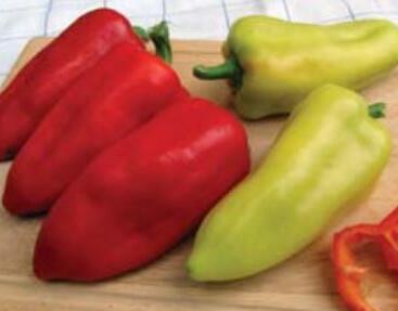 Paprika polní 'PCR'