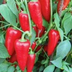 Paprika polní 'Sakura' - Capsicum annuum 'Sakura'