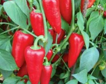 Paprika polní 'Sakura'