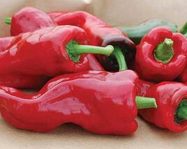 Paprika k rychlení 'Fatima'