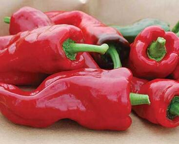 Paprika k rychlení 'Fatima'