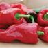 paprika-k-rychleni-fatima.jpg