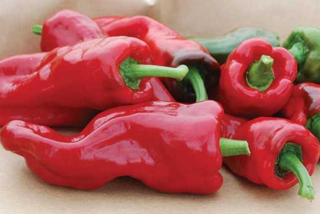 Paprika k rychlení 'Fatima' - Capsicum annuum 'Fatima'