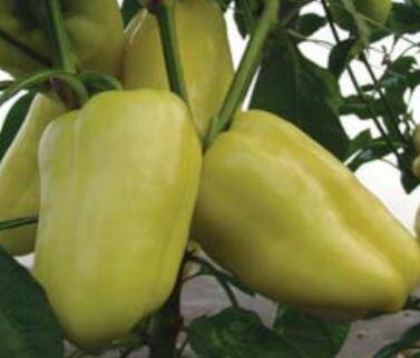 Paprika polní 'Citrina' - Capsicum annuum 'Citrina'