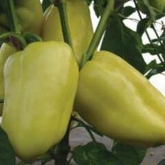 Paprika polní 'Citrina' - Capsicum annuum 'Citrina'