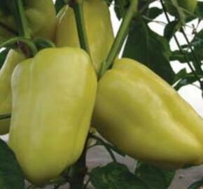 Paprika polní 'Citrina' - Capsicum annuum 'Citrina'