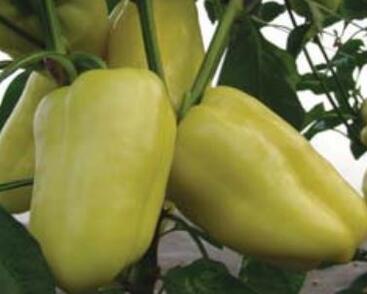 Paprika polní 'Citrina'