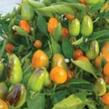 Paprika chilli 'Foxta' - Capsicum annuum 'Foxta'
